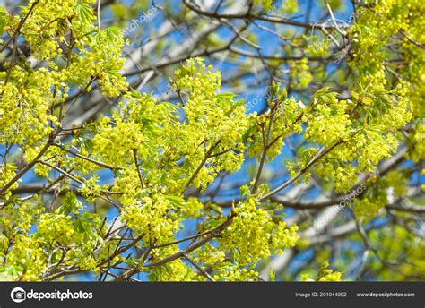 norway maple tree flower pictures